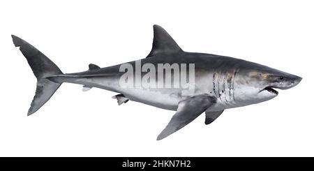 Grande squalo bianco, illustrazione su sfondo bianco Foto Stock