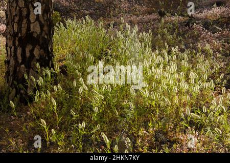 Tronco di pino dell'isola delle Canarie Pinus canariensis e foxtail africano Cenchrus ciliaris. Riserva di Inagua. Gran Canaria. Isole Canarie. Spagna. Foto Stock