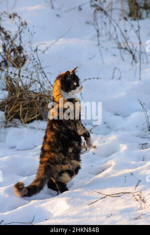 Il gatto tricolore è in posizione verticale sulle gambe posteriori e guarda in avanti. Animali domestici nella neve in inverno. Foto Stock