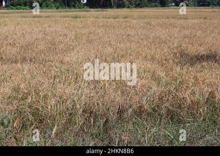 Bella risaia gialla prima del raccolto Foto Stock