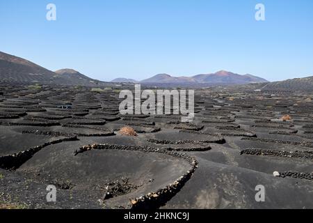 Pareti di pietra che circondano le vigne in vigneto in paesaggio vulcanico la geria Lanzarote Isole Canarie Spagna Foto Stock