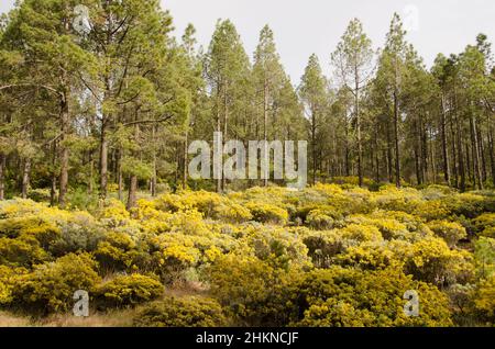 Foresta di pino delle Isole Canarie Pinus canariensis e sottobosco di felina microflilla in fiore. Tejeda. Gran Canaria. Isole Canarie. Spagna. Foto Stock