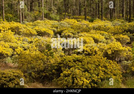 Sottobosco di Teline microflilla in fiore in una foresta di pino delle Isole Canarie Pinus canariensis. Tejeda. Gran Canaria. Isole Canarie. Spagna. Foto Stock