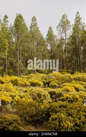 Foresta di pino delle Isole Canarie Pinus canariensis e sottobosco di felina microflilla in fiore. Tejeda. Gran Canaria. Isole Canarie. Spagna. Foto Stock