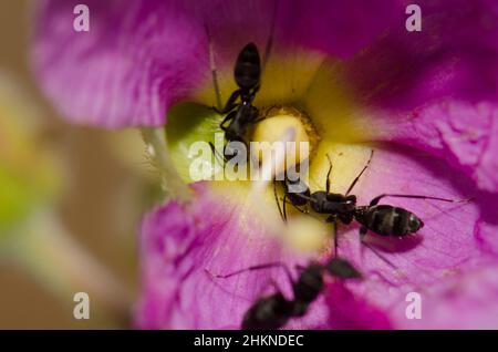 Formiche Camponotus feae su un fiore di Cistus horrens. Riserva naturale integrale dell'Inagua. Gran Canaria. Isole Canarie. Spagna. Foto Stock