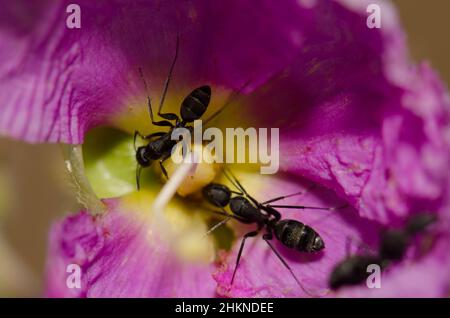 Formiche Camponotus feae su un fiore di Cistus horrens. Riserva naturale integrale dell'Inagua. Gran Canaria. Isole Canarie. Spagna. Foto Stock