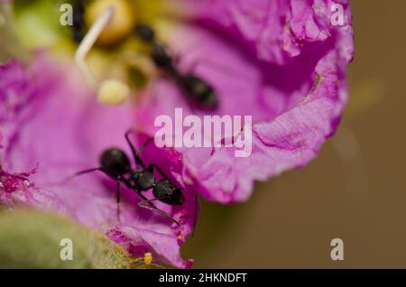 Formiche Camponotus feae su un fiore di Cistus horrens. Riserva naturale integrale dell'Inagua. Gran Canaria. Isole Canarie. Spagna. Foto Stock