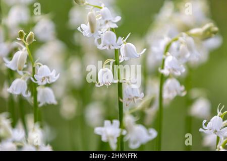 Hyacinthoides hispanica alba, bluebells bianco, nel sole primaverile Foto Stock