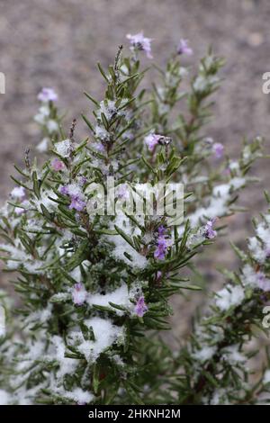 Erbe da giardino, fiori di rosmarino, ambiguità in inverno Foto Stock