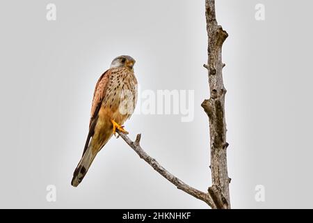 Gheppio comune seduto su un ramo asciutto. Vista laterale, primo piano. Sfondo chiaro sfocato, isolato. Spazio di copia. Genere specie Falco tinnunculus. Foto Stock