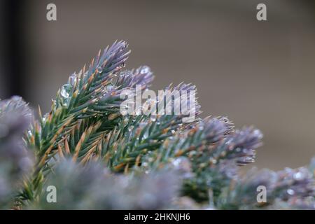 Albero di ginepro stella blu nel giardino. Foto Stock