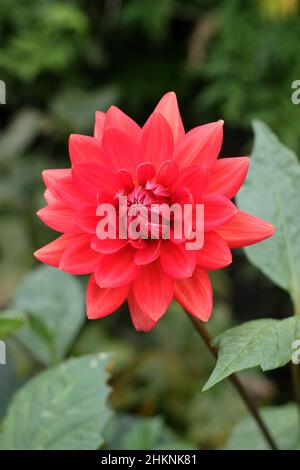 Dahlia Taratahi Ruby, piccolo dahlia di giglio con fioritura rossa nel mese di settembre. REGNO UNITO Foto Stock