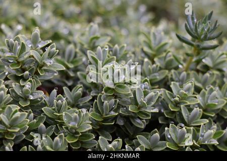 Perline d'acqua sulle foglie di un hebe, nel giardino.Hebe una pianta sempreverde con foglie chiare e fini.Callitrichaceae Evergreen. Plantaginaceae Foto Stock