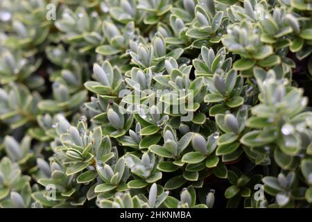 Perline d'acqua sulle foglie di un hebe, nel giardino.Hebe una pianta sempreverde con foglie chiare e fini.Callitrichaceae Evergreen. Plantaginaceae Foto Stock