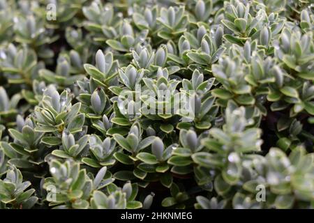 Perline d'acqua sulle foglie di un hebe, nel giardino.Hebe una pianta sempreverde con foglie chiare e fini.Callitrichaceae Evergreen. Plantaginaceae Foto Stock