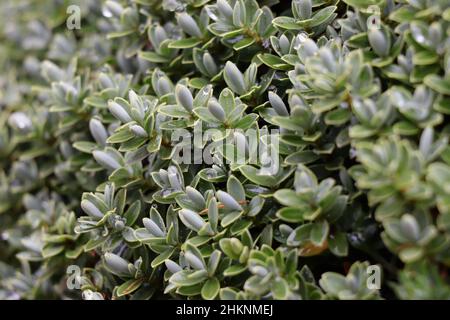 Perline d'acqua sulle foglie di un hebe, nel giardino.Hebe una pianta sempreverde con foglie chiare e fini.Callitrichaceae Evergreen. Plantaginaceae Foto Stock