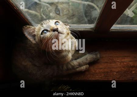 Un gatto carino fissa alla finestra Foto Stock