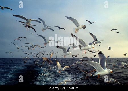 i gabbiani che volano il cielo blu del mediterraneo ritornano dalla barca da pesca Foto Stock