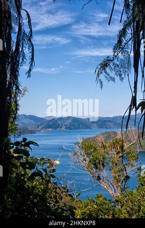 Vista dall'Isola di Motuara sul paesaggio dei fiordi dei suoni di Marlborough dell'Isola del Sud in Nuova Zelanda Foto Stock