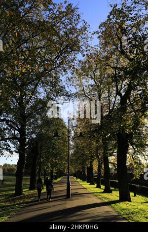 Colori autunnali negli alberi lungo il vasto parco a piedi, King's Lynn, Norfolk, Inghilterra Foto Stock