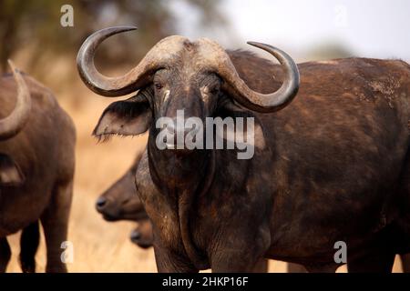 Bufalo africano (caffer Syncerus, noto anche come bufalo del Capo). Taita Hills, Kenya Foto Stock