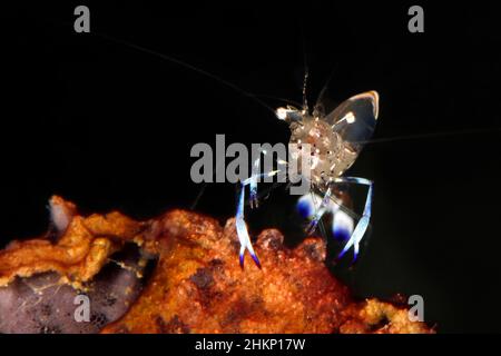 Holthuis Anemone Shrimp (Ancylomenes holthuisi) su un pezzo di Corallo. Triton Bay, Papua occidentale, Indonesia Foto Stock