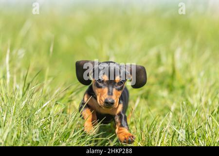 carino cane cucciolo salsiccia piccola fuori in natura su erba Foto Stock