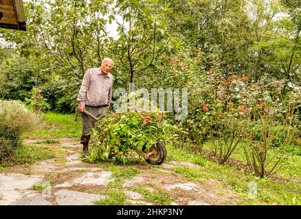 Uomo anziano che trasporta piante antiche ed erba con carriola nel giardino. Pulizia autunnale. Foto Stock