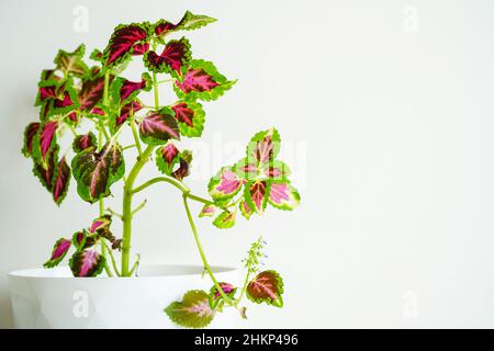 Coleus in vaso di fiori. Coleus pianta nel vaso. Casa decorativa concetto di pianta. Coleus Plant cura in casa. İndoor decorazione con piante e fiori. Foto Stock