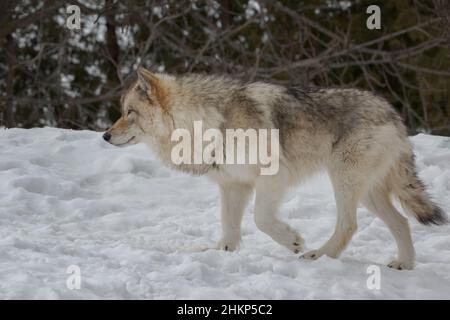 Vista laterale primo piano del lupo di legno che cammina nella neve Foto Stock