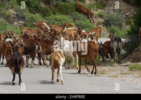 Grande mandria di capre si muove lungo la strada in avanti con le spalle al beholder (Rodi, Grecia) Foto Stock