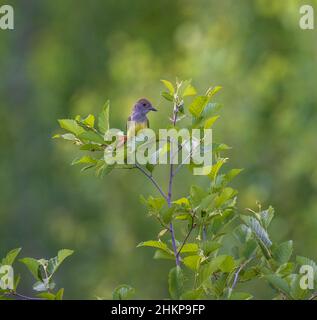 Grande flycatcher crestato nel Wisconsin settentrionale. Foto Stock