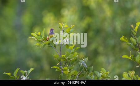 Grande flycatcher crestato nel Wisconsin settentrionale. Foto Stock