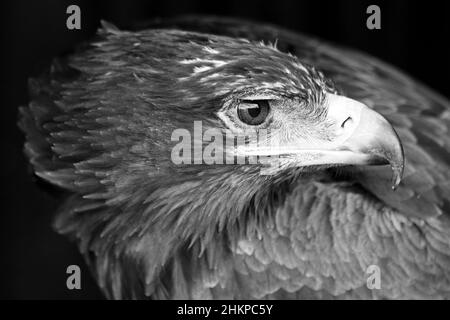 Aquila reale (Aquila rapax) - primo piano di testa e fattura Foto Stock