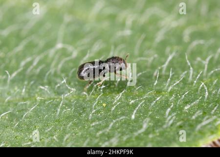 Piccolo coleottero Ambrosia, Xyleborus su foglia vegetale ad alto ingrandimento. Foto Stock