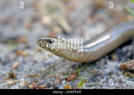 Un'Anguis fragilis giovanile, nota anche come verme lento, verme lento, verme cieco o lucertola di vetro, e spesso scambiata per un serpente. Foto Stock