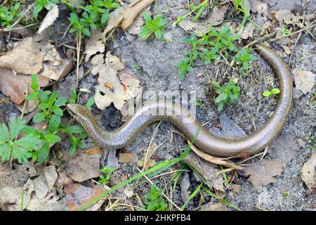 Un'Anguis fragilis giovanile, nota anche come verme lento, verme lento, verme cieco o lucertola di vetro, e spesso scambiata per un serpente. Foto Stock