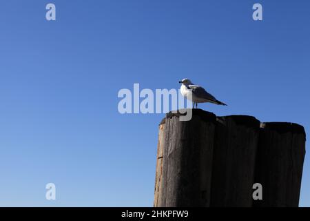 E' gabbiano su palo di legno sullo sfondo del cielo Foto Stock