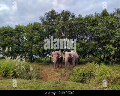 Elefanti asiatici selvatici - scatto mobile Foto Stock
