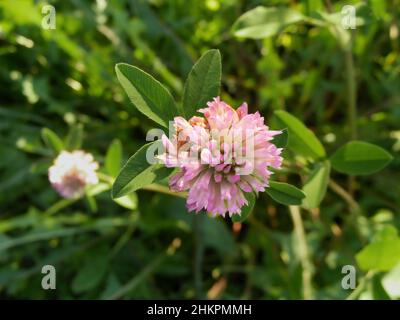 Esempio di fiore del trifoglio rosso (nome latino: Trifolium pratense) in una vista dall'alto nel prato - una specie erbacea di piante da fiore nel fagiolo fa Foto Stock
