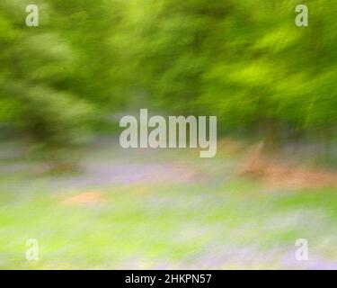 Immagine intenzionale del movimento della macchina fotografica dei boschi di Bluebell a Kinclaven Foto Stock