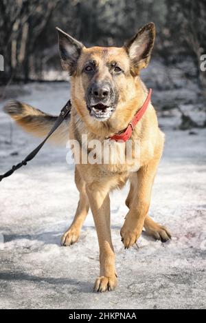 shepherd cane a piedi nella foresta invernale Foto Stock