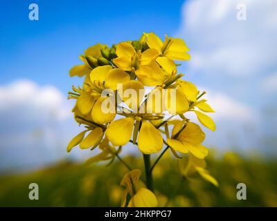 Una bella Mustard fiori fiore su cielo blu Foto Stock