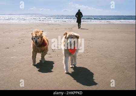 Cani che camminano verso la macchina fotografica sulla spiaggia Foto Stock