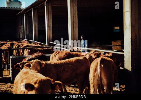 Giovane agricoltore all'interno della stalla tra i vitelli Foto Stock