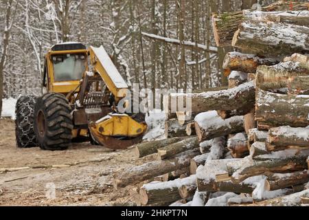 Skidder per tronchi o tronchi con tronchi di legname appena raccolti e impilati Foto Stock