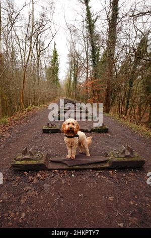 Una mostra Foresta di Dean Sculpture Trail. Binari scolpiti che riflettono il patrimonio industriale della foresta. Iron Road, Beechenhurst. Foto Stock