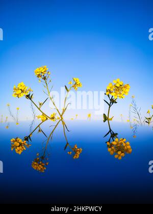 Fiori gialli di senape riflessi in vetro con sfondo blu cielo Foto Stock