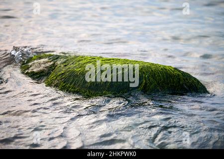 Alghe verdi di mare su pietra in acqua. Pietrine ricoperte di alghe umide, acqua di mare blu intorno. Verde di fronte al mare coperta di masso, bellissimo mare muschio e. Foto Stock