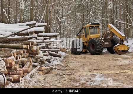 Skidder per tronchi o tronchi con tronchi di legname appena raccolti e impilati Foto Stock